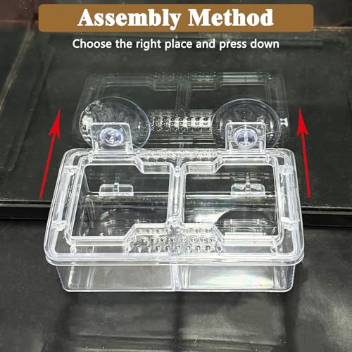Hamiledyi Transparent Reptile Feeder with Suction Cup Separated Double Compartments Chameleon Bowl Gecko Live Worm Feeder Anti-Escape Reptile Supplies for Lizard Bearded Dragon (White, 2 Pcs) - color: White