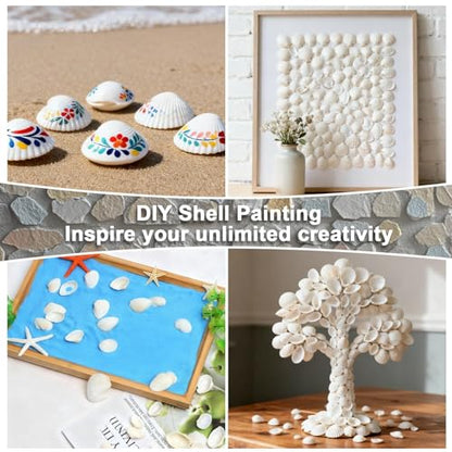 MAQIHAN Natural White Seashells for Crafts - Small Clam Shells 0.8-1.2 in | Tiny Natural Seashells for DIY Crafting, Vase Filler, Beach Wedding, Coastal Decor, Resin Art, Party Tables & Home Displays - style: White