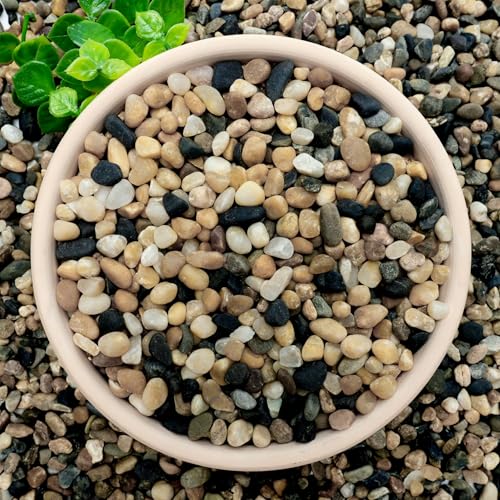 NUPICK 3 lb Aquarium Gravel, 1/4" Ph-Natural Pea Gravel for Fish Tank | Small River Rocks for Plants, Decorative Aquarium Pebbles for Vase, Landscaping, Succulent, Cactus, Terrarium, Bird Bath - size: 3 lb