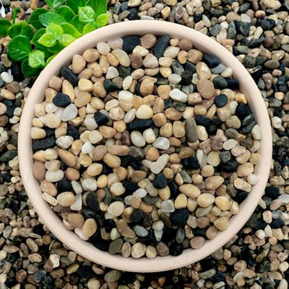 NUPICK 20 lb Aquarium Gravel, 1/4" Ph-Natural Pea Gravel for Fish Tank | Small River Rocks for Plants, Decorative Aquarium Pebbles for Vase, Landscaping, Succulent, Cactus, Terrarium, Bird Bath - size: 20 lb