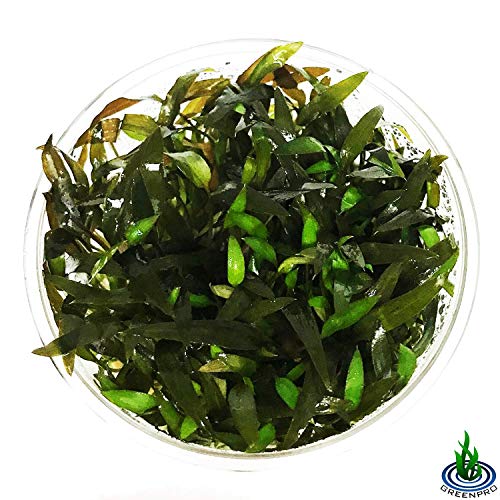 Cryptocoryne Mioya Freshwater Live Aquarium Plant in Tissue Culture Cup for Aquatic Fish Tank Decoration