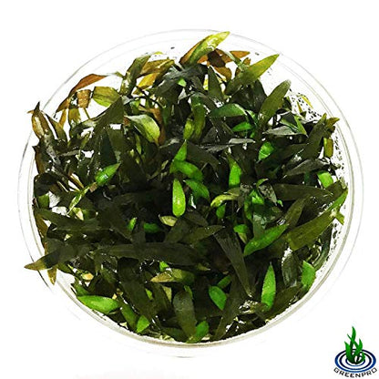 Cryptocoryne Mioya Freshwater Live Aquarium Plant in Tissue Culture Cup for Aquatic Fish Tank Decoration
