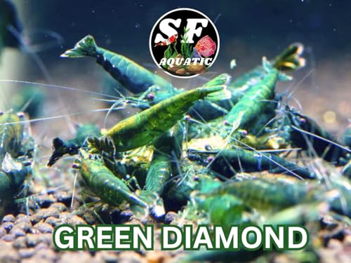 SF Aquatic™ 10 Green Diamond High Grade Neocaridina Live Freshwater Aquarium Shrimps Fully Mature Breeding Age. Live Arrival Guarantee. - color: Green Diamond, size: 10 Shrimps
