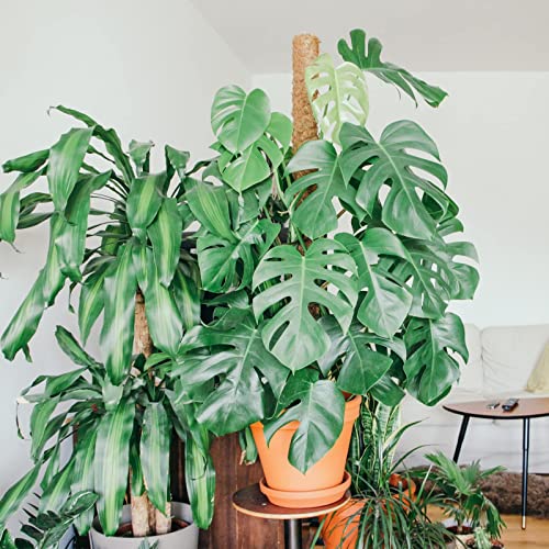 Moss Pole for Plants Monstera,【8 Pack】 17 inch Plant Support Pole, Extendable Coir Totem Pole for Potted Plants Pothos, Train Indoor Climbing Plants to Grow Upwards - size: 8 Pack 17 inch