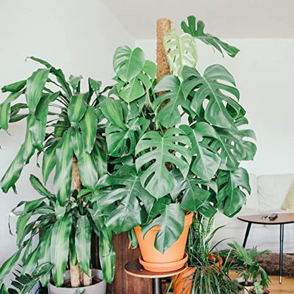 Moss Pole for Plants Monstera,【8 Pack】 17 inch Plant Support Pole, Extendable Coir Totem Pole for Potted Plants Pothos, Train Indoor Climbing Plants to Grow Upwards - size: 8 Pack 17 inch