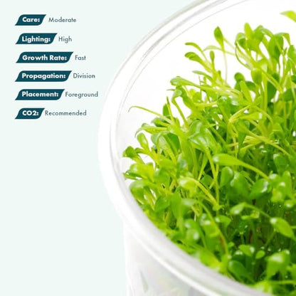 Live Plant - Glossostigma elatinoides - Foreground Carpeting Plant with Bright Green Leaves, Snail-Free in Vitro Aquarium Plant - Tissue Culture - color: Glossostigma Elatinoides