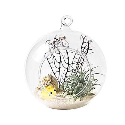 Mkono 2 Pack Glass Hanging Planter Air Fern Holder Terrarium Plants Hanger Vase Home Christmas Decoration Gift Idea for Succulent Moss Tillandsias Air Plants, Globe and Teardrop