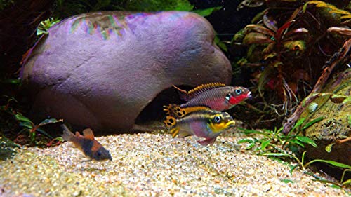 Cichlid Stone Decoration - Aquarium cave for Cichlids, Betta, Small Fish - Fish Tank Hideway Decor - Betta Toys Hideout Stones House (Stone Small)