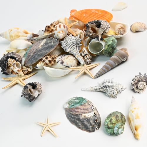 Natural Seashells Conch and 5pcs Natural Starfish, Various Sizes for Beach Themed Party DIY Crafts Fishtank Vase Fillers Home Wedding Decorations (Extra Large, 200g, 2-5cm)