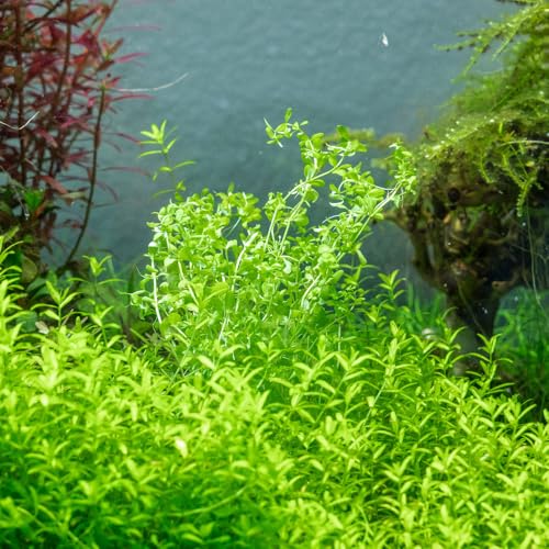 Live Plant - Pearl Weed (Hemianthus Micranthemoides) - Medium to High Light Foreground to Midground Carpet Placement for Aquascaping, Bright Green Accent - Tissue Culture, 1 Pack - color: Hemianthus Micranthemoides