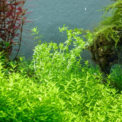 Live Plant - Pearl Weed (Hemianthus Micranthemoides) - Medium to High Light Foreground to Midground Carpet Placement for Aquascaping, Bright Green Accent - Tissue Culture, 1 Pack - color: Hemianthus Micranthemoides