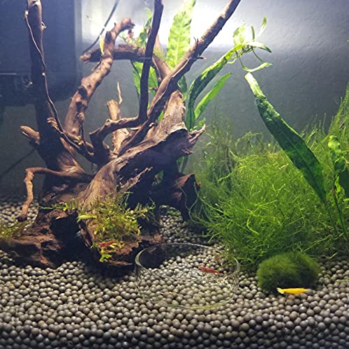 1PCS 60mm/65mm Aquarium Shrimp Feeding Dish, Glass Round Fish Feeder Bowl Reptiles Water Food Dish Clear Dishes Tray - size: Round Bowl: 65MM