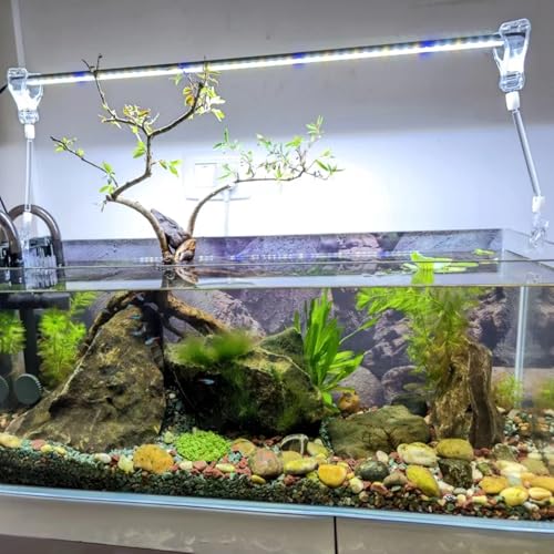 6 Pack Veggie Aquarium Seaweed Clips Fish Food Holder Wide Mouth Clips Plants Suction Cups Algae Clip for Freshwater and Marine Fish Tank (Small Clip) - size: Small