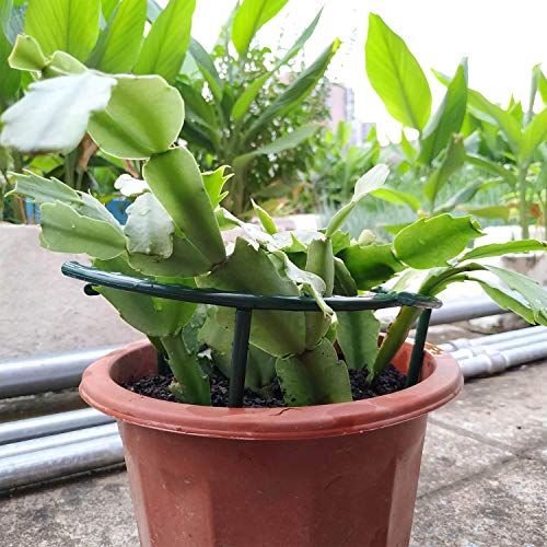 Belit 8 Pack Plant Supports for Small Plants, Garden Flowers Green Plant Support Ring, Planter Support Ring for Schlumbergera, Clivia, Succulents, 5.5" Wide x 5.9" High - size: 5.5" x 5.9"