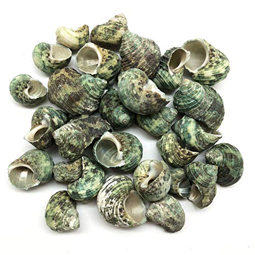 PEPPERLONELY Silver Mouth Green Turbo Hermit Crab Sea Shells, 8 OZ Apprx. 4/3 Inch ~ 1-4/3 Inch - color: 15#. Green, 3/4" ~ 2"