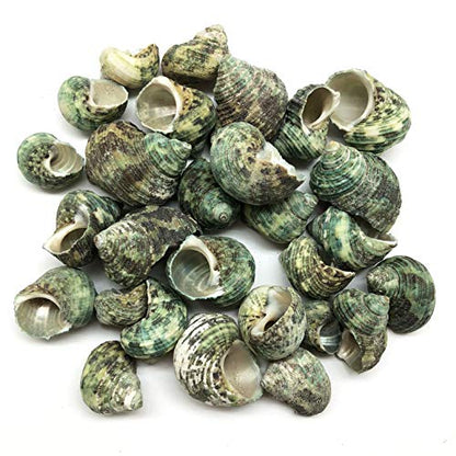 PEPPERLONELY Silver Mouth Green Turbo Hermit Crab Sea Shells, 8 OZ Apprx. 4/3 Inch ~ 1-4/3 Inch - color: 15#. Green, 3/4" ~ 2"