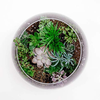 WGV Bowl Glass Vase, Diameter 10", Height 8", Open Width 6", (Multiple Sizes Choices) Clear Bubble Planter Terrarium Fish Bowl for Wedding Event Home Decor, 1 Piece (VBW0010) - size: 10"D 1 Piece