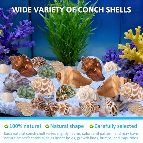 Hermit Crab Shells 40 PCS Natural Sea Conch for Replacement Shells and Small Fish Breeding Houses Conch Size 1-9 cm，Opening Size 0.5-3cm，for DIY Crafting Vase Fillers Party Home Seaside Decoration