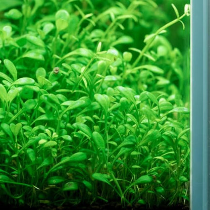Live Plant - Glossostigma elatinoides - Foreground Carpeting Plant with Bright Green Leaves, Snail-Free in Vitro Aquarium Plant - Tissue Culture - color: Glossostigma Elatinoides