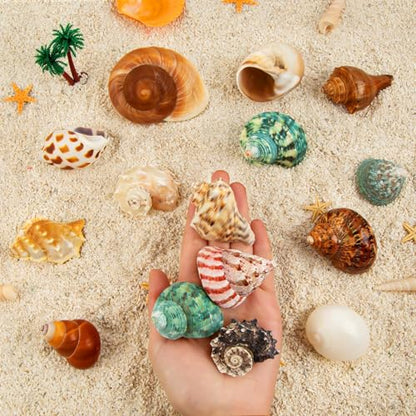 15PCS Hermit Crab Shells 1.6"-3.2", Growth Turbo Seashells | Natural Sea Conch Shell for Small to Medium and Large Crabs, Saltwater Hermit Crab Accessories and Sea Shells for Beach Decor