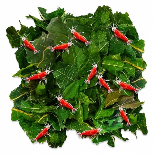 JOR Dried Shrimp Mulberry Leaves, 2 oz. Water Conditioner Leaf as Natural Food Source, Promotes Biofilm Growth & Induce Breeding in Aquatic Pets, Strengthen Exoskeleton & Reduces pH Levels