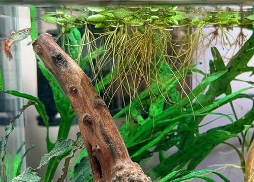Water Spangle, Salvinia Minima, Live Aquarium/Aquatic/Freshwater/Floating/Pond Plant/Planted Tank/Aquascaping/Paludarium by Aquarium Plant Center (24 Plants, 120+ Leaves) - style: 24 Plants, 120+ Leaves