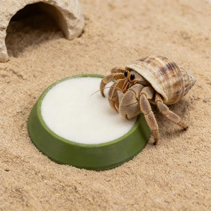 6 Pcs Cricket Water Bowl Plastic Reusable Feeding Dish Mini Bowl with 6 Pcs Sponge for Hermit Crab Cricket Scorpion Ant Isopod Invertebrate (Green)
