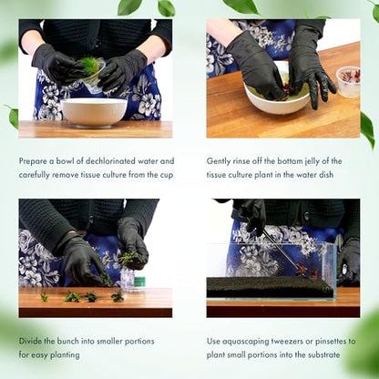 Live Plant - Hairgrass Eleocharis Pusilla Tissue Culture Aquatic Live Aquarium Plant - 100% Snail Free in Vitro Cup (Hairgrass) - color: Hairgrass Eleocharis Pusilla