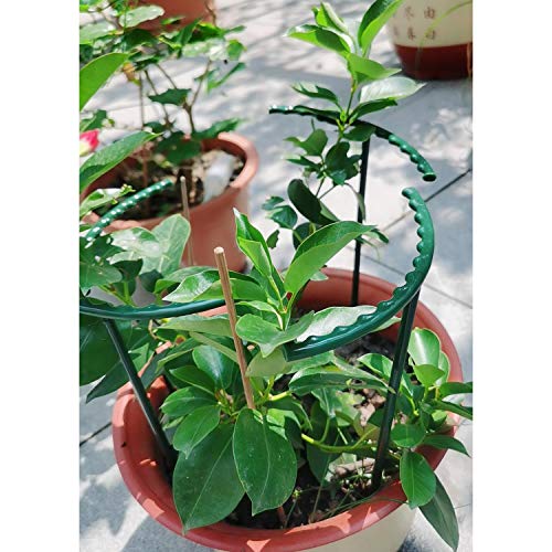 Belit 8 Pack Small Plant Support Plant Stakes, Garden Flowers Green Plant Support Ring, Planter Support Ring for Schlumbergera, Clivia, Vegetables, 5.5" Wide x 9.8" High - size: 5.5" x 9.8"
