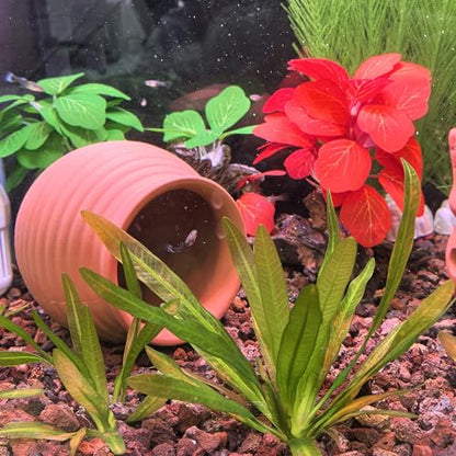 Pottery Jar Clay Vase Cichlid Fish Play Hide Breed Habitat (Red Pots, 2pcs) | natural ceramic non-toxic, promote health vitality, sense of security and comfort - color: Red Pots, 2pcs
