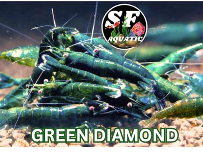 SF Aquatic™ 10 Green Diamond High Grade Neocaridina Live Freshwater Aquarium Shrimps Fully Mature Breeding Age. Live Arrival Guarantee. - color: Green Diamond, size: 10 Shrimps