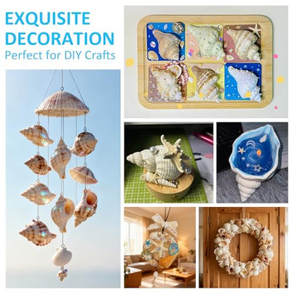 Hermit Crab Shells 40 PCS Natural Sea Conch for Replacement Shells and Small Fish Breeding Houses Conch Size 1-9 cm，Opening Size 0.5-3cm，for DIY Crafting Vase Fillers Party Home Seaside Decoration
