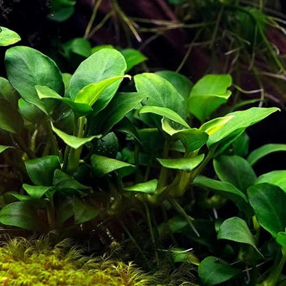 Potted Anubias Plants | Live Freshwater Aquatic Plants for Aquariums and Terrariums - Low Light, Low Maintenance Plants. (Potted Anubias VAR Nana, 5 Pack) - color: Potted Anubias VAR Nana