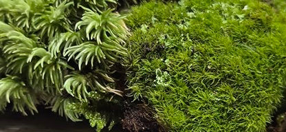 Super Fairy Garden Assortment Moss and Lichen for Terrarium, 6"x9" Bag