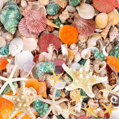 WEOXPR Mixed Seashells & Starfish Decor - 170 Pcs Assorted Sizes Natural Ocean Shells for Fish Tank, Vase Fillers, Beach Theme Party Wedding Decor, DIY Crafts, Candle Making, Home Decorations - color: 19 Oz(about 170pcs)