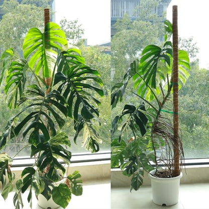 Moss Pole for Plants 4 Pack Natural Coco Coir Climbing Support Stakes with Plant Ties Indoor Monstera Plant Training Extension Poles 14.8inch Each Total 59.2inch - size: 38cm