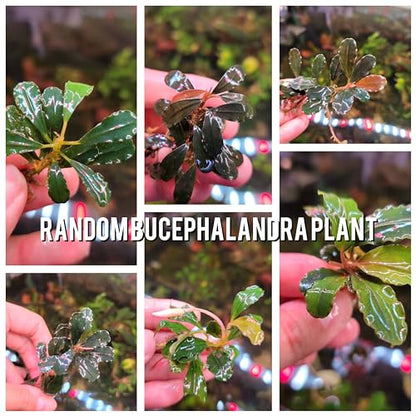 Generic Bucephalandra Live Aquarium Plant Collection - Rare Aquatic Plants for Lush Aquarium Scapes, Natural Freshwater Fish Tank Decorations, Ideal Gift for Aquarists (1 Loose Plant) - style: 1 Loose Plant