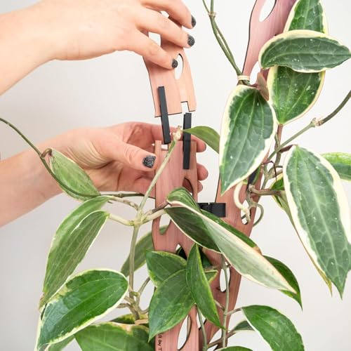 Zella Regular Extension Kit (2 Extensions) - Wooden Extendable Plant Trellis for Indoor Climbing Houseplants - Modular Plant Support - size: Regular Extension Kit