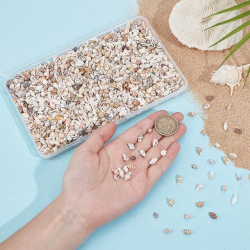 PH PandaHall 1400-1500pcs Tiny Sea Shells 7-12mm Tiny Crushed Shells Miniature Shell NO Hole Seashells Ocean Spiral Seashells for Resin Crafting Candle Home Party Wedding Fish Tank Vase Filler - color: 1400pcs, size: Length 7-12mm