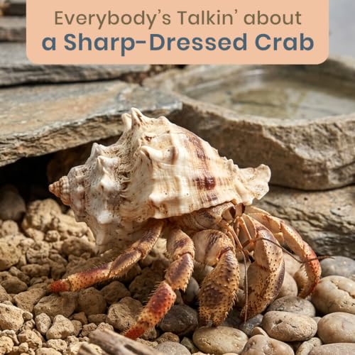 Hermit Crab Shells | Turbo Shells | 12 King Crown Turbo Shells 3/4"- 1 3/4" | Small Hermit Crab House for Décor | Plus Free Nautical eBook by Joseph Rains