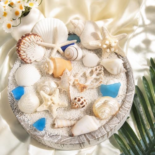 JQAQJU Sea Shells Mixed Ocean Seashells 20 Kinds, Starfish Seashells for Crafts, Various Sizes Natural Conch Sea Shells for Decorating, DIY Crafts, Vase Filler, Beach Party, Fish Tank, Home Wedding