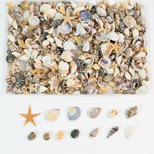 Tiny Mixed Ocean Beach Spiral Seashells &10 Small Starfish - for Fish Tank and Vase Filler, Beach Theme Party, Wedding Decor - DIY Craft Supplies (5-30mm) - size: 5-30mm