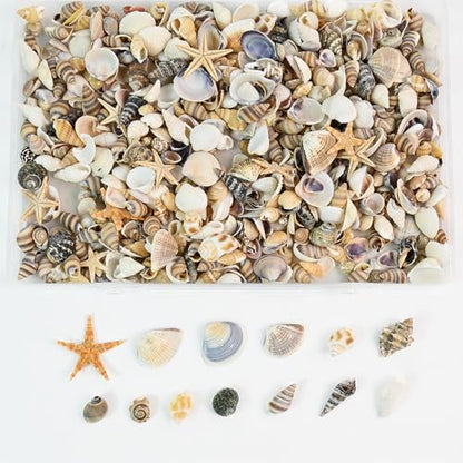 Tiny Mixed Ocean Beach Spiral Seashells &10 Small Starfish - for Fish Tank and Vase Filler, Beach Theme Party, Wedding Decor - DIY Craft Supplies (5-30mm) - size: 5-30mm