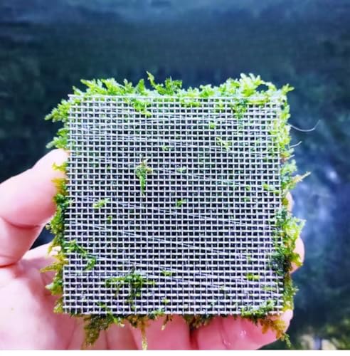 Java Moss | Vesicularia Ferriei Live Aquarium Plant, 10 Square Inch Flame Moss, with 1x Ball Holder, Freshwater Live Plants Shaping Filter