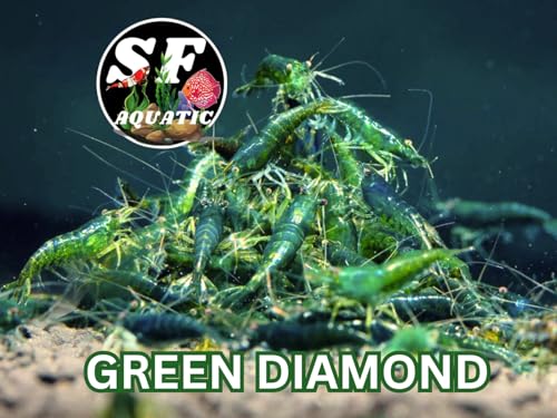 SF Aquatic™ 10 Green Diamond High Grade Neocaridina Live Freshwater Aquarium Shrimps Fully Mature Breeding Age. Live Arrival Guarantee. - color: Green Diamond, size: 10 Shrimps