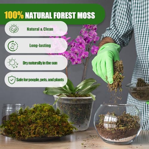 Doter Dried Forest Moss for Plants (5 qt / 1 Pack), Sphagnum Potting Moss for Various Plants, Including Orchids, Carnivorous Plants, Succulents, Garden Flowers, and Reptiles