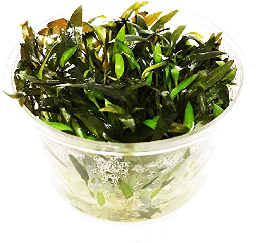 Cryptocoryne Mioya Freshwater Live Aquarium Plant in Tissue Culture Cup for Aquatic Fish Tank Decoration