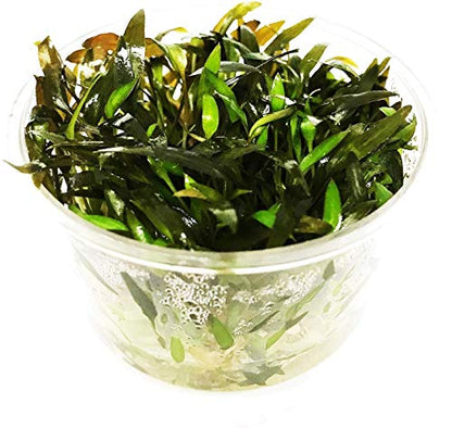Cryptocoryne Mioya Freshwater Live Aquarium Plant in Tissue Culture Cup for Aquatic Fish Tank Decoration