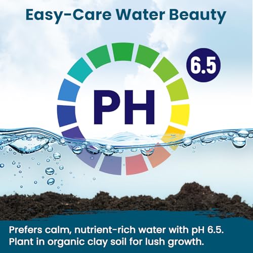 Lotus Seeds for Planting in Water – 160 PCS Mixed Bowl Lotus Seeds, Water Lily & Water Plants for Ponds, Live Pond Plants for Outdoor Ponds, Floating Pond Plants – Indoor Bonsai, Garden, Koi Pond - size: 160pcs Bowl Lotus Seeds for Panting
