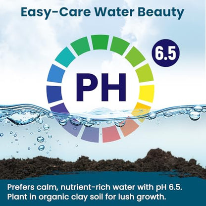 Lotus Seeds for Planting in Water – 160 PCS Mixed Bowl Lotus Seeds, Water Lily & Water Plants for Ponds, Live Pond Plants for Outdoor Ponds, Floating Pond Plants – Indoor Bonsai, Garden, Koi Pond - size: 160pcs Bowl Lotus Seeds for Panting